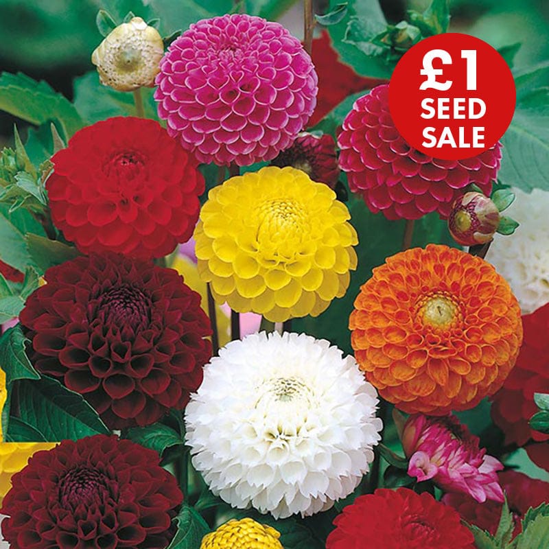 Dahlia Pompon Mixed Seeds