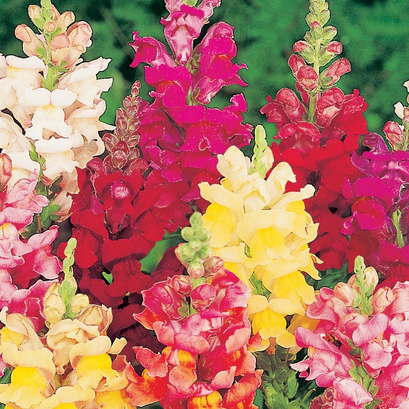 Antirrhinum Intermediate Mixed