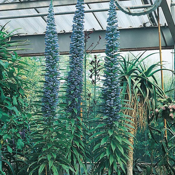 Echium Pininana Seeds