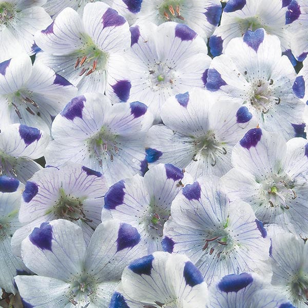 Nemophila Five Spot