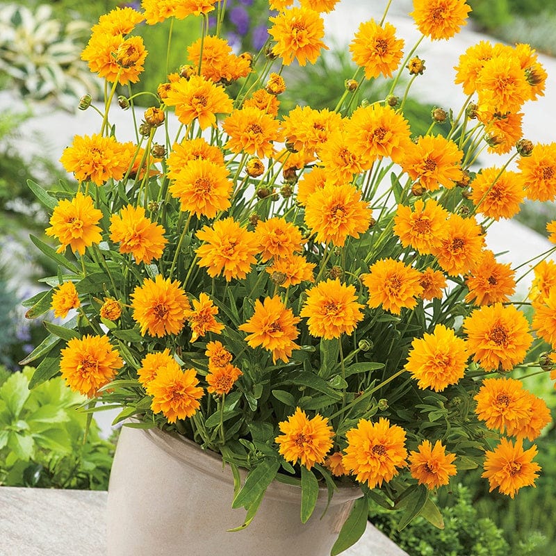 Coreopsis Early Sunrise YP