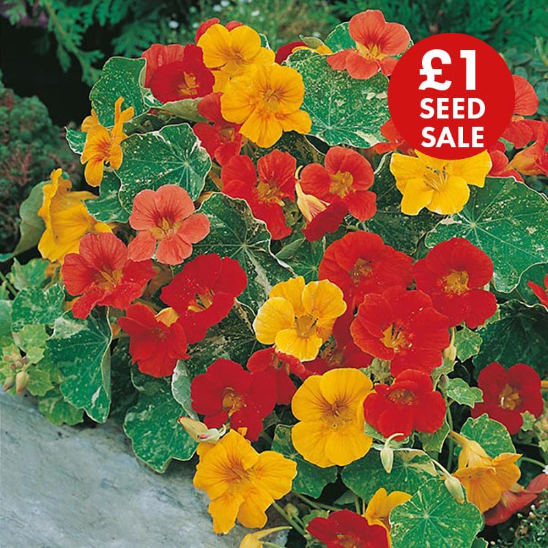 Nasturtium African Queen Seeds