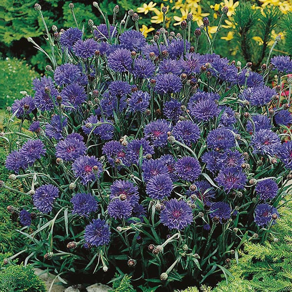 Cornflower Midget Blue Seeds