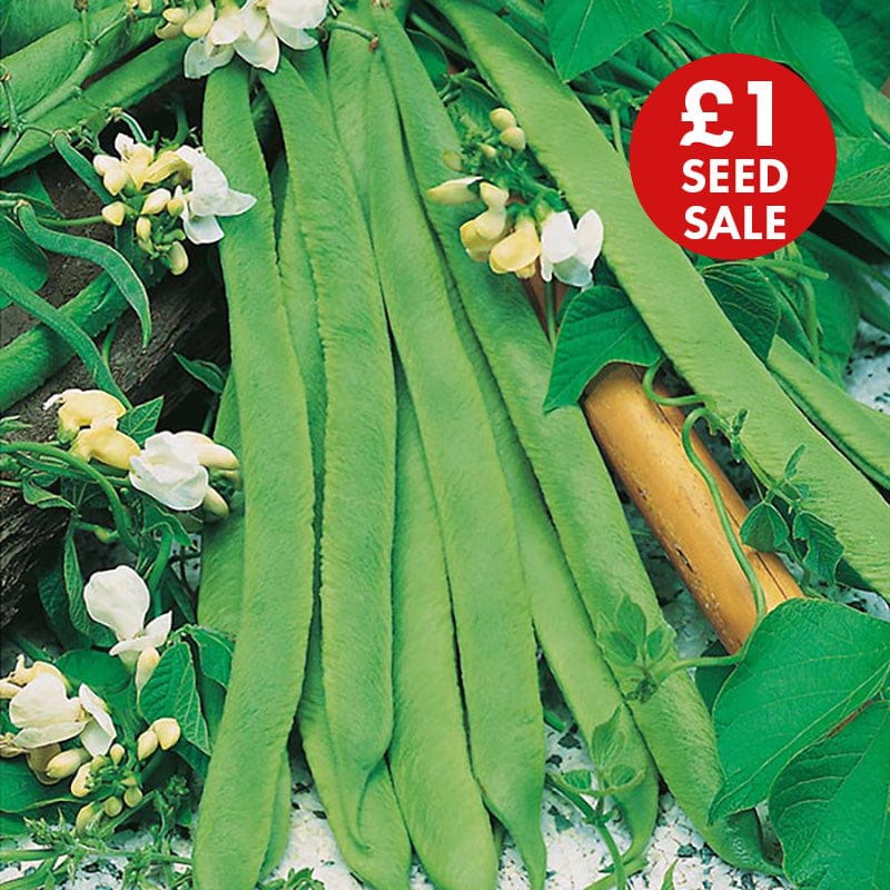 Runner Bean White Lady Seeds