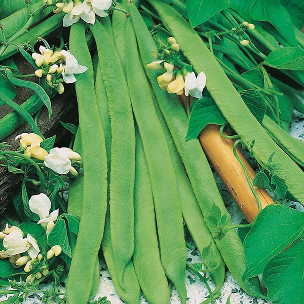 Runner Bean White Lady Seeds