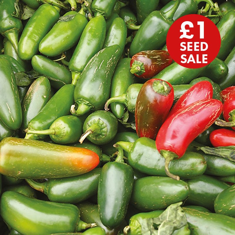 Chilli Pepper Jalapeno Seeds