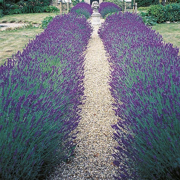100 Seeds Lavender angustifolia Hidcote Flower Plants
