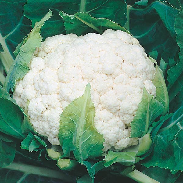 Cauliflower Aalsmeer Seeds