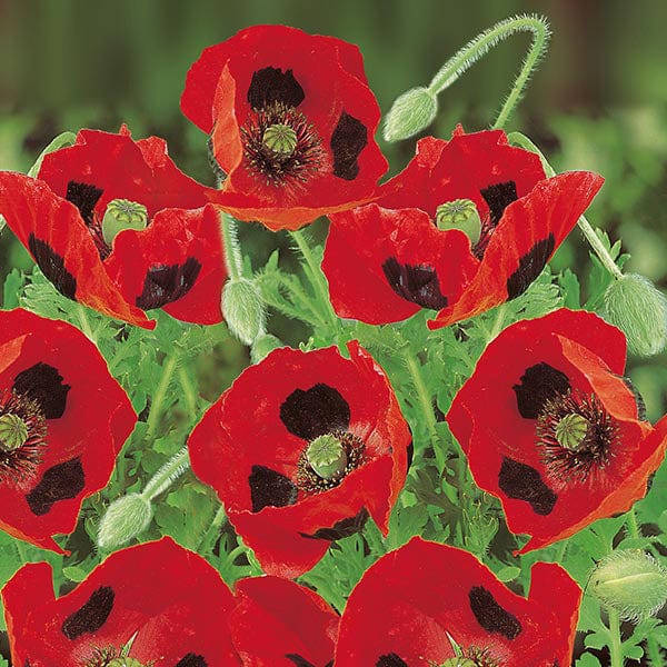 Poppy Ladybird Seeds