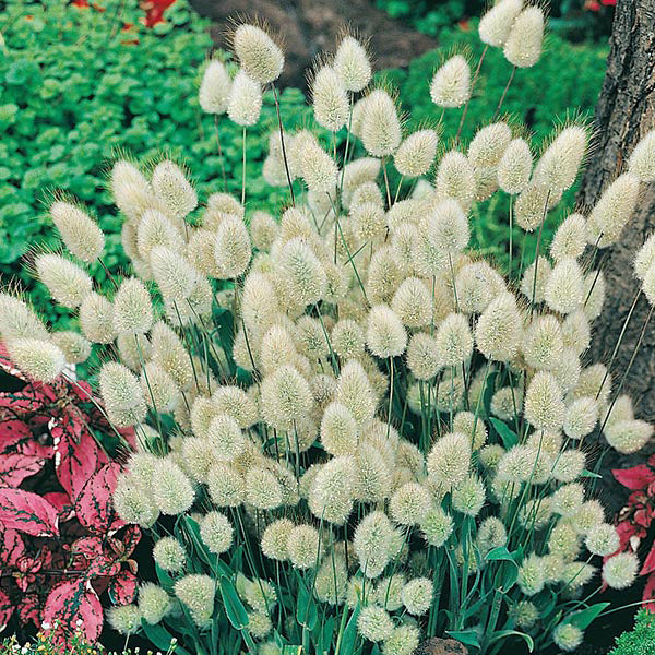 White ornamental grasses with pink and green foliage in a garden setting