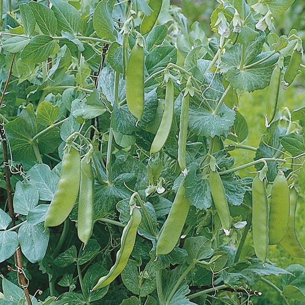 Pea Oregon Sugar Pod Seeds