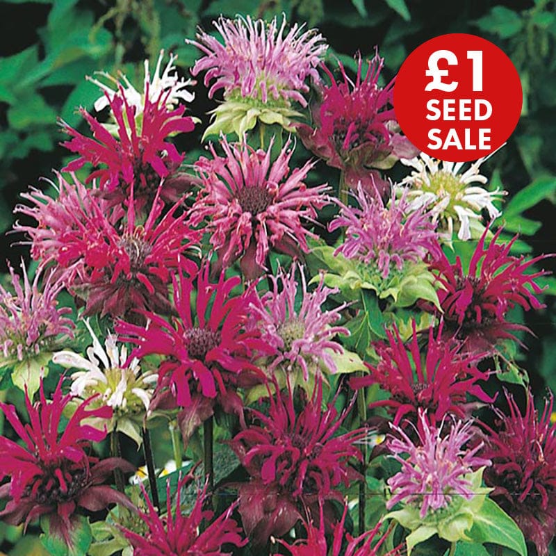 Bergamot Panorama Mixed Seeds