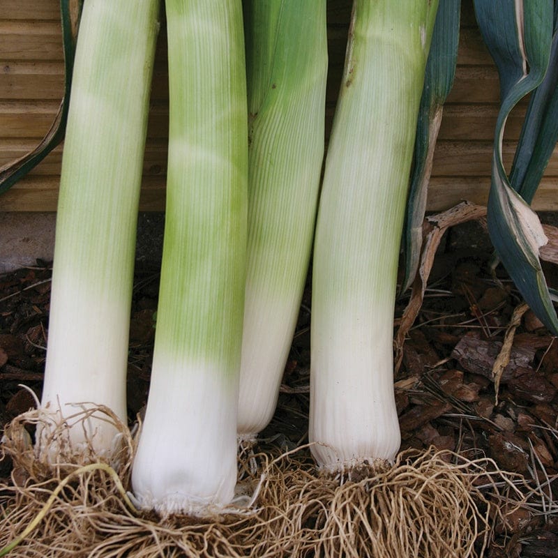 Leek Musselburgh Seeds