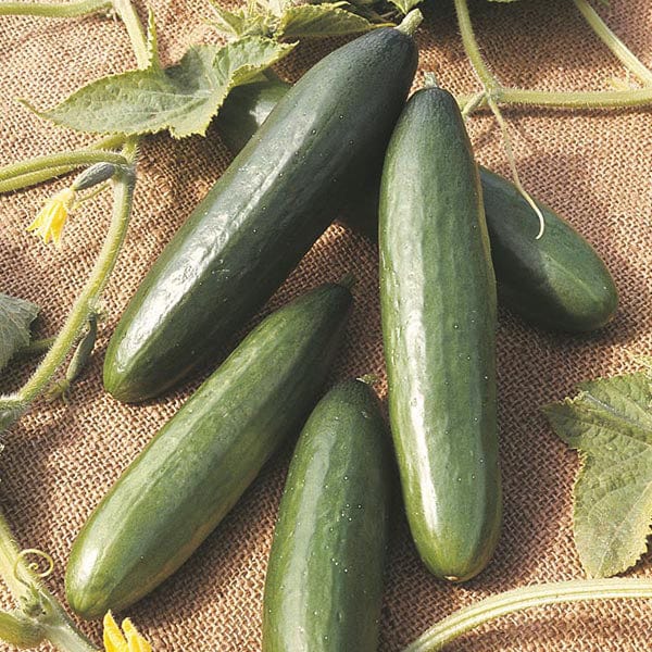 Cucumber La Diva Seeds