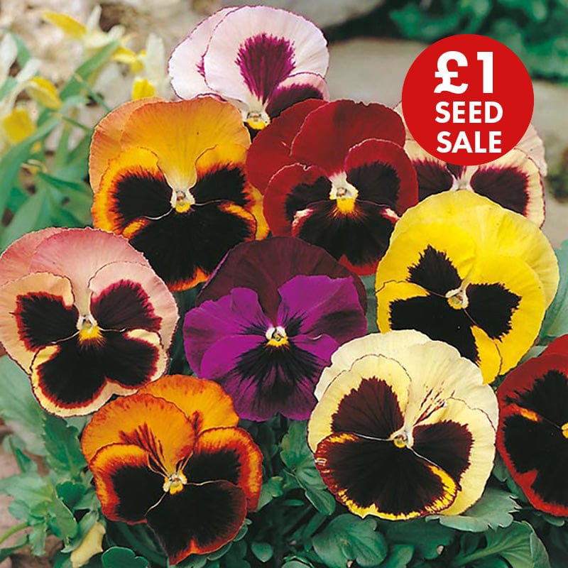 Pansy Swiss Giants Mixed Seeds