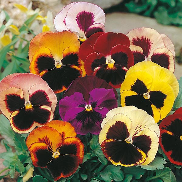 Pansy Swiss Giants Mixed Seeds