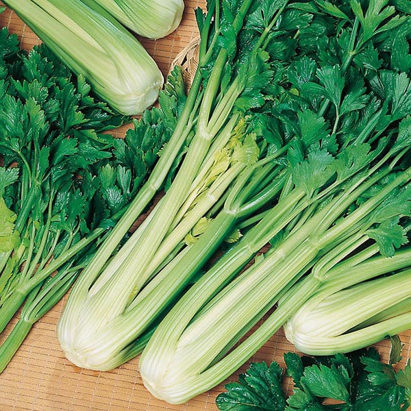 Celery Green Sleeves Seeds
