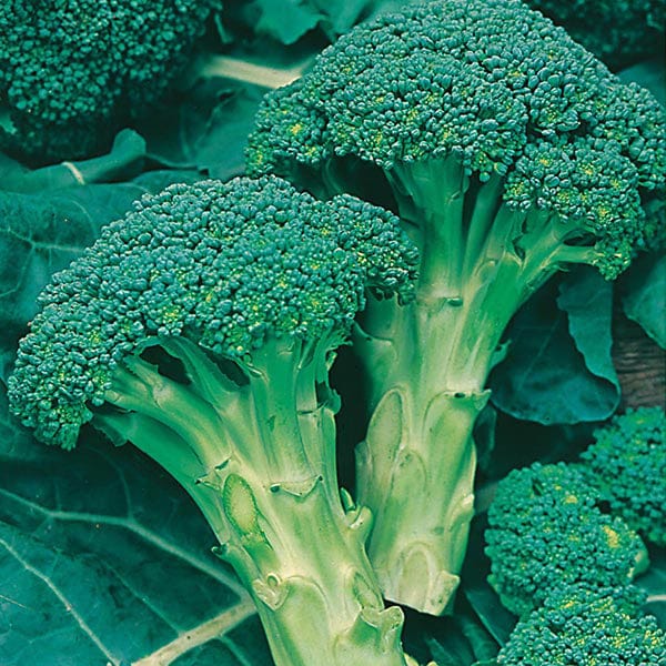 Broccoli (Calabrese) Green Calabrese Seeds