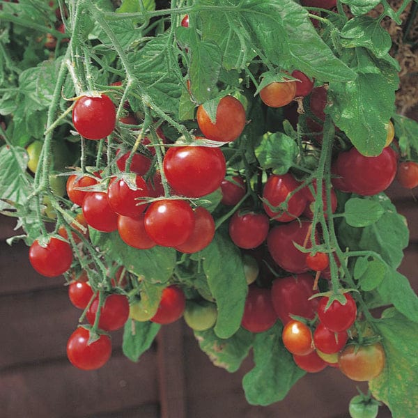 3 x 9cm Potted Plants (LATE) Tomato Tumbling Tom Red (cherry) Veg plants