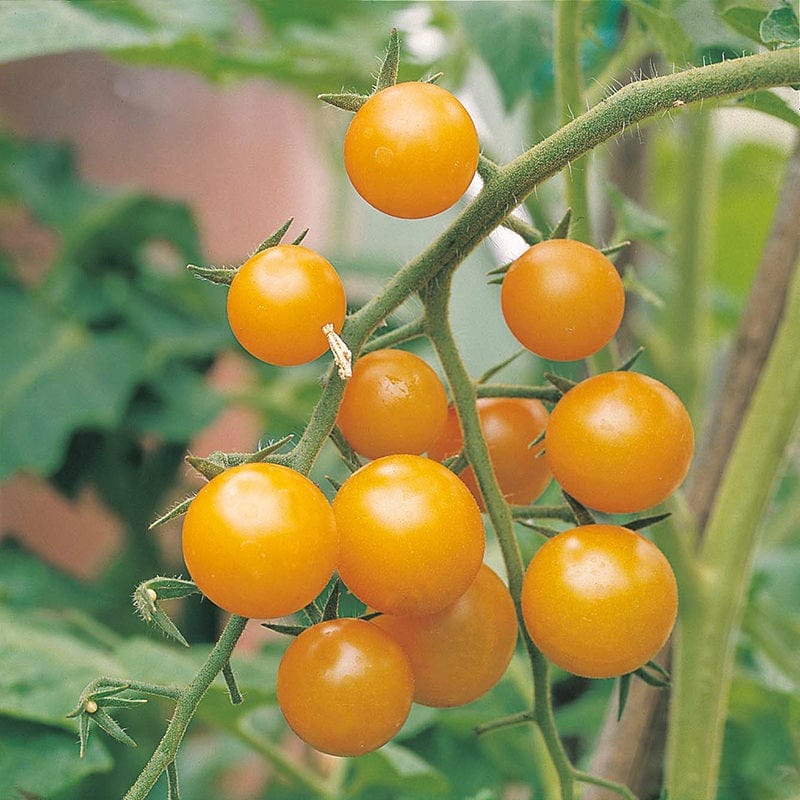 3 x 9cm Potted Plants (EARLY) Tomato Sungold F1 AGM (Cherry) Veg Plants