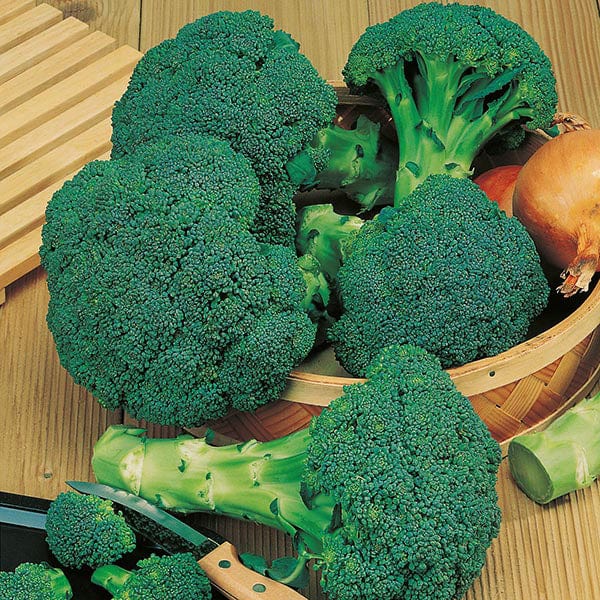 Broccoli Season Long Cropping Seed Collection