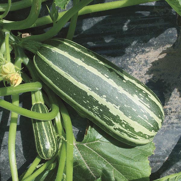 Marrow Bush Baby Seeds