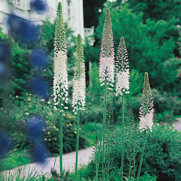 Eremurus robustus Foxtail Lily