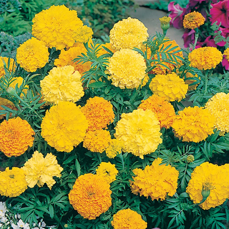 Marigold (African) Double Mixed