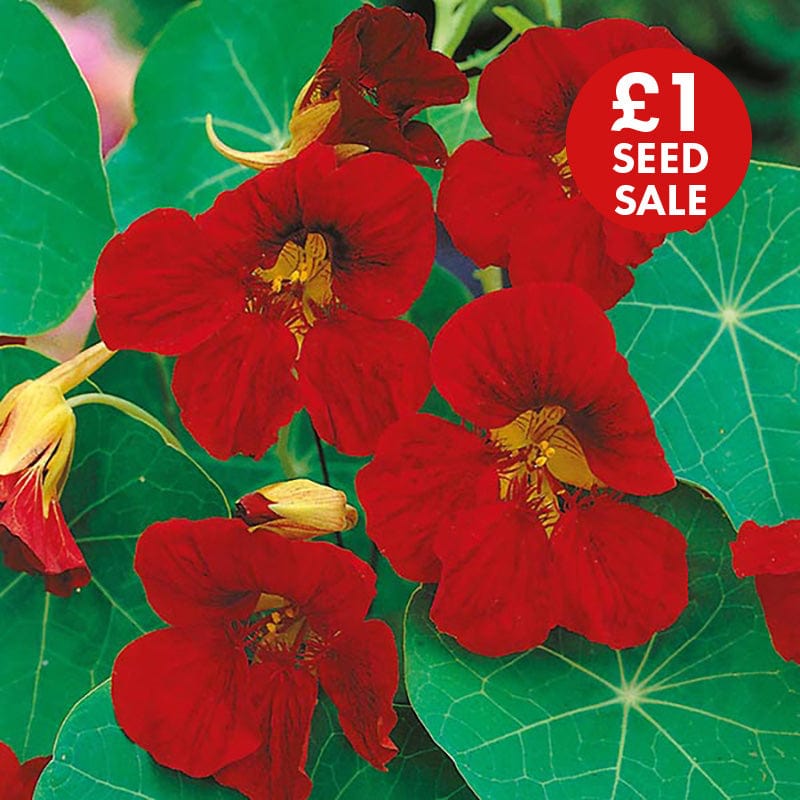 Nasturtium Tip Top Velvet Seeds