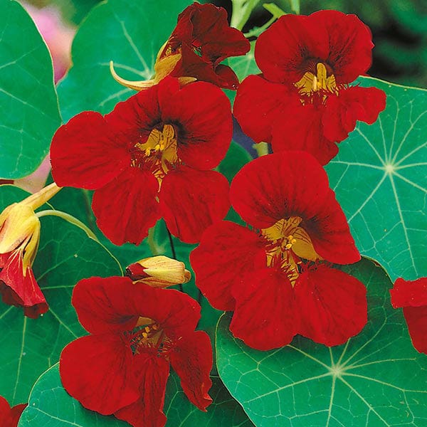 Nasturtium Tip Top Velvet Seeds