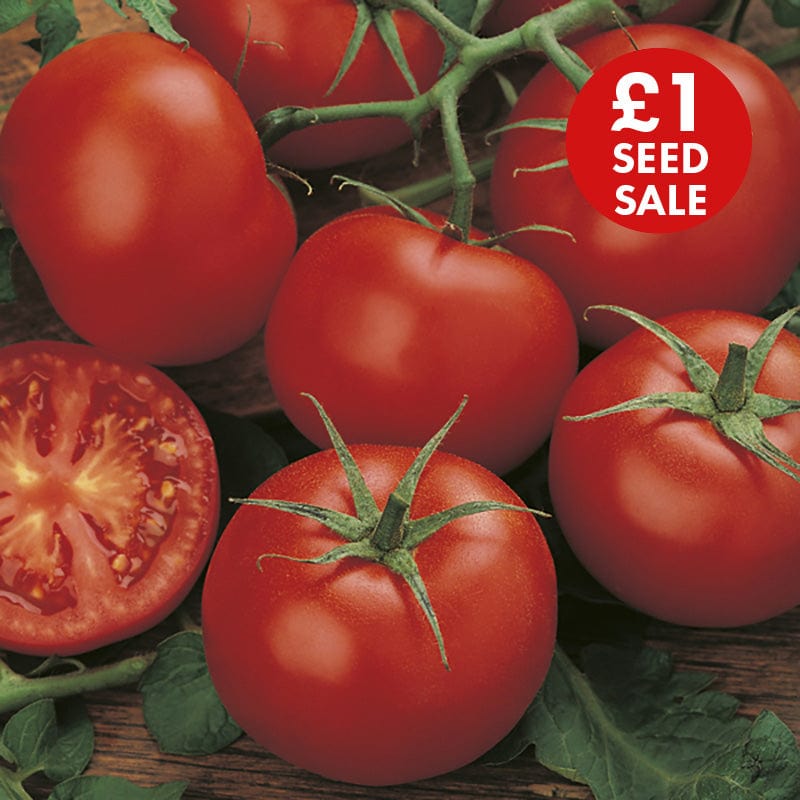 Tomato (Standard) Moneymaker Seeds