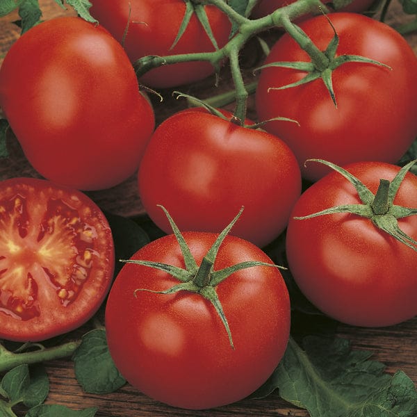 3 x 9cm Potted Plants (LATE) Tomato MoneyMaker (Standard)