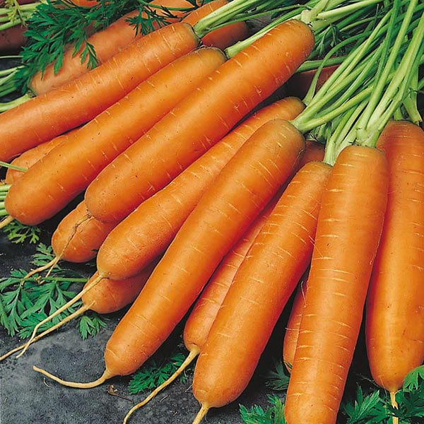 Carrot Nantes 2 (Organic) Seeds