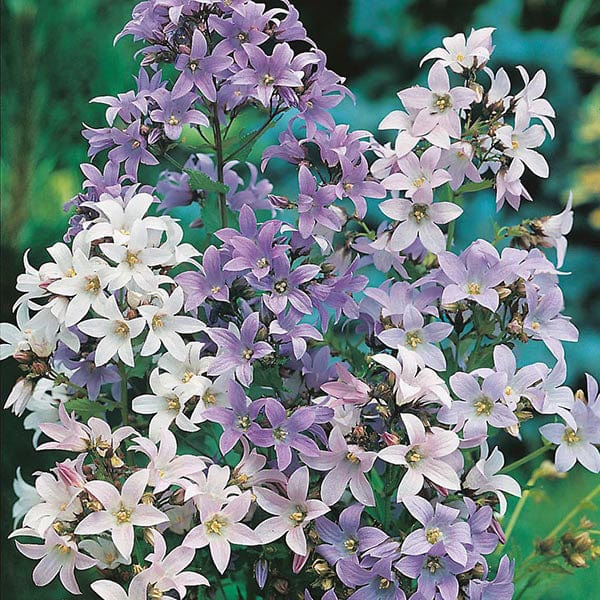 Campanula Mixed Colours Seeds