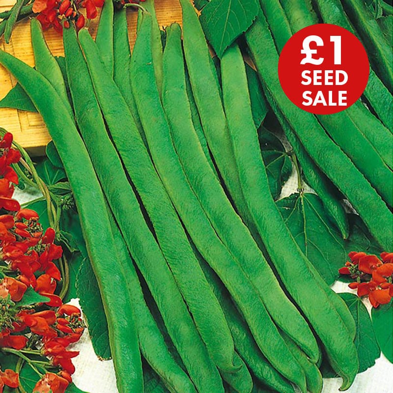 Runner Bean Enorma Seeds