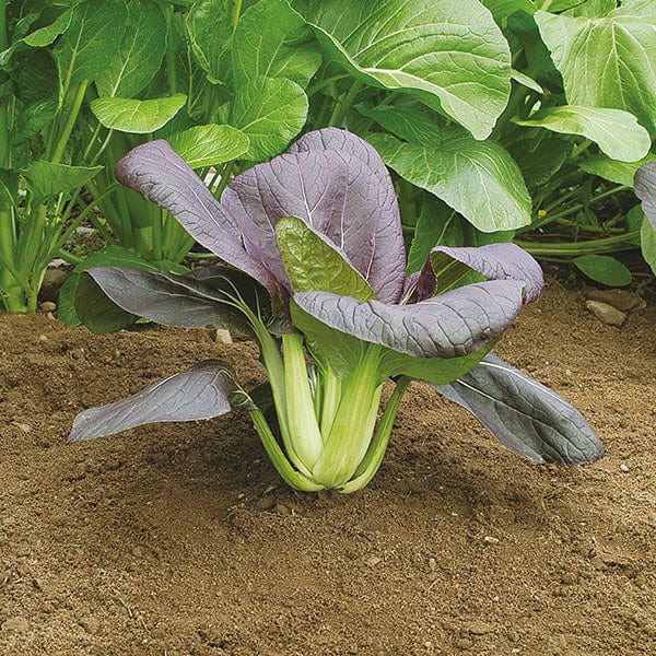 Pak Choi Red Choi F1 Seeds