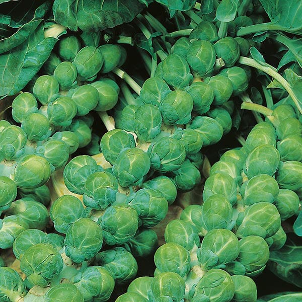Brussels Sprout Evesham Special Seeds