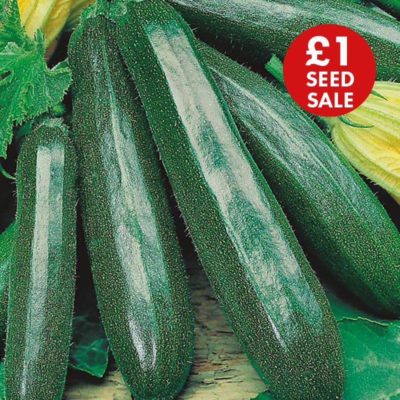 Courgette Primula F1 Seeds