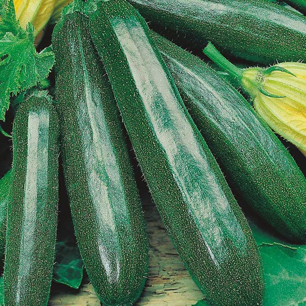 Courgette Primula F1 Seeds