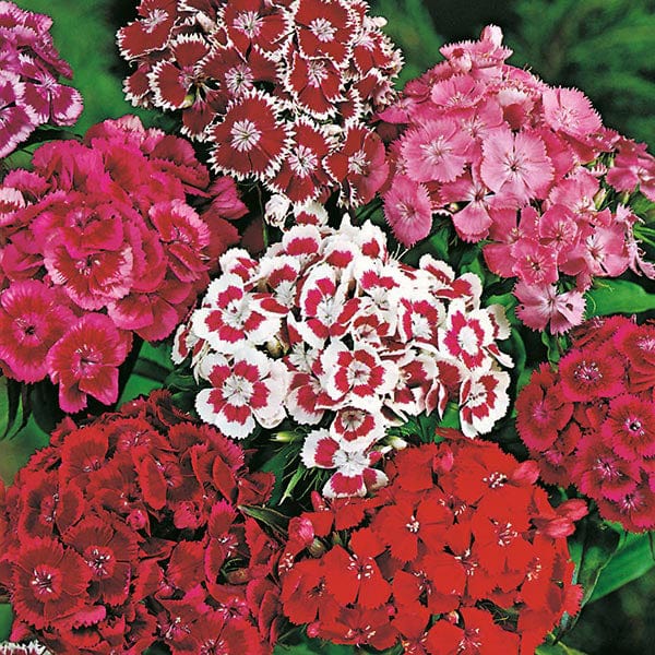 Sweet William Monarch Mixed Seeds
