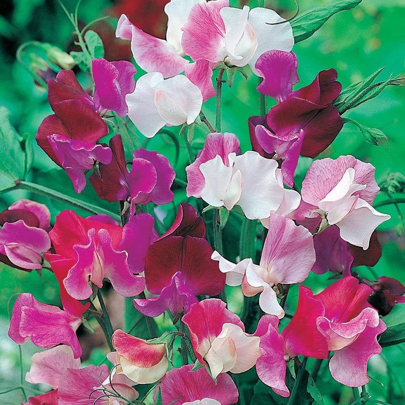 Sweet Pea Old Fashioned Mixed