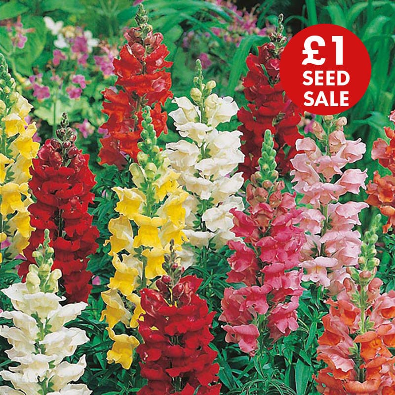 Antirrhinum Rust Resistant Mixed Seeds