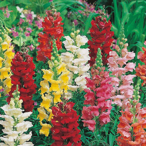 Antirrhinum Rust Resistant Mixed Seeds