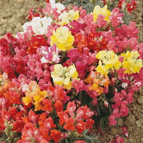 Antirrhinum Magic Carpet Mixed Seeds