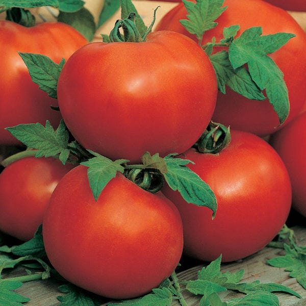 Tomato (Standard) Ailsa Craig Seeds