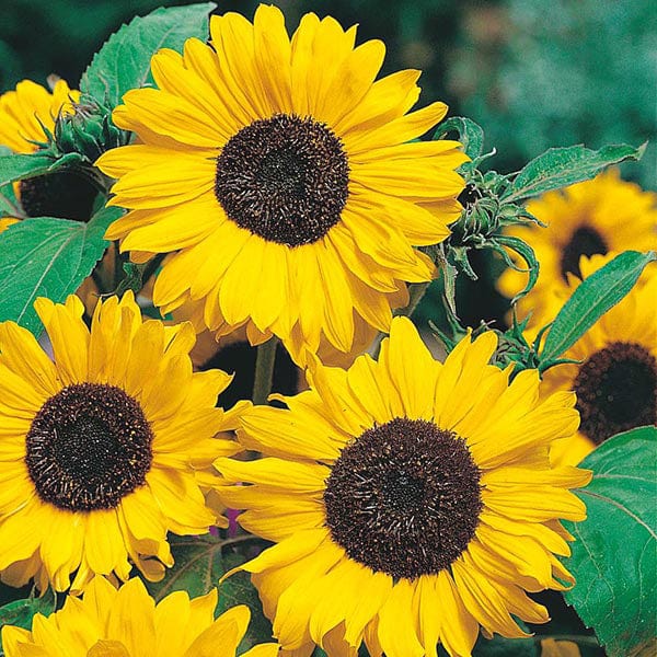 Sunflower Hallo Seeds