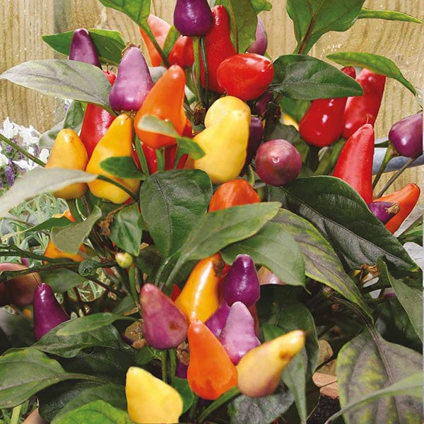 Chilli Pepper Razzamatazz Seeds