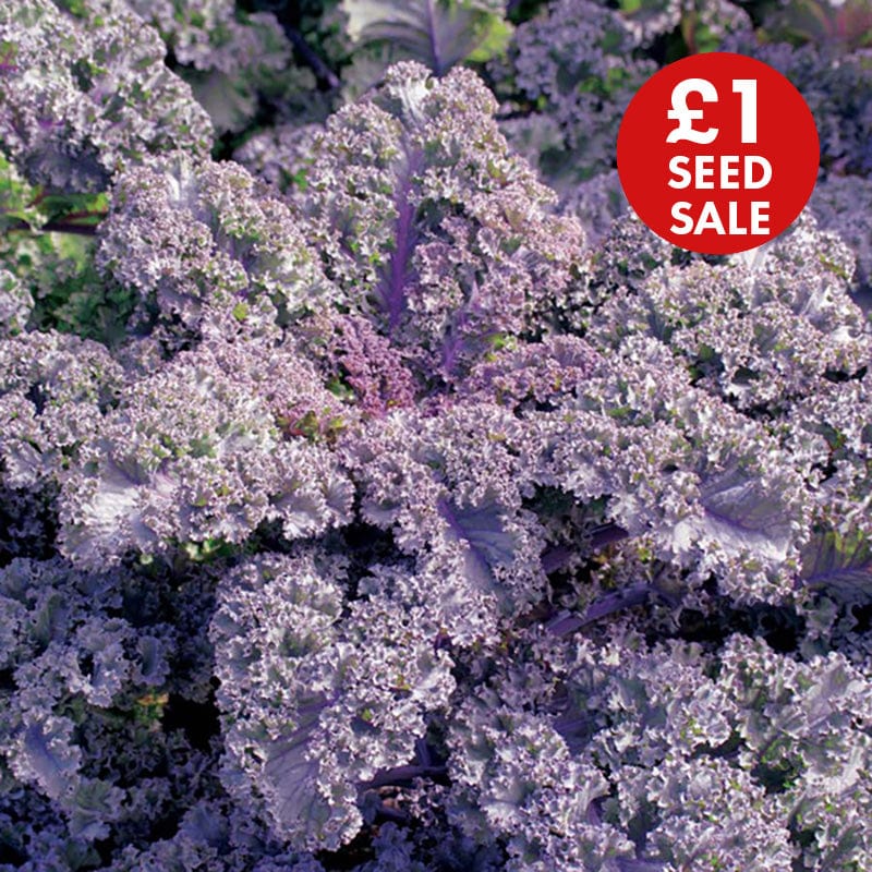 Kale Curly Scarlet Seeds