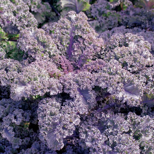 Kale Curly Scarlet Seeds