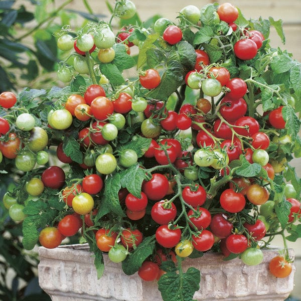 Tomato (Cherry) Maskotka Seeds